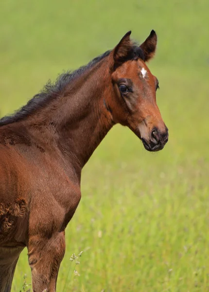 若い馬の肖像画 — ストック写真
