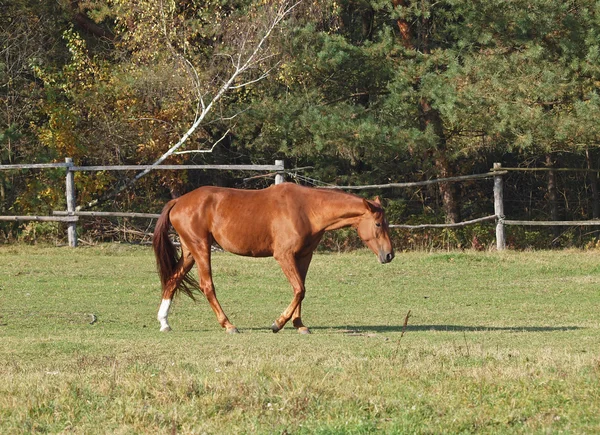 Каштановий кінь на пасовищі — стокове фото
