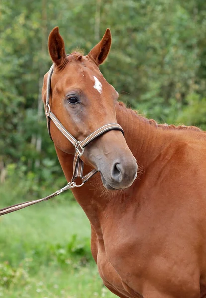 Portrait of young horse — Stock Photo, Image
