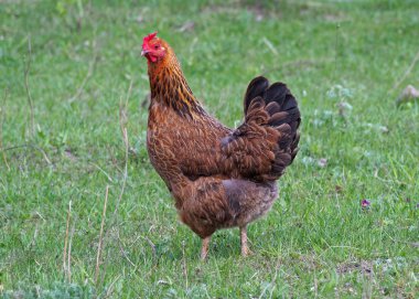 yeşil çim üzerinde alaca hen
