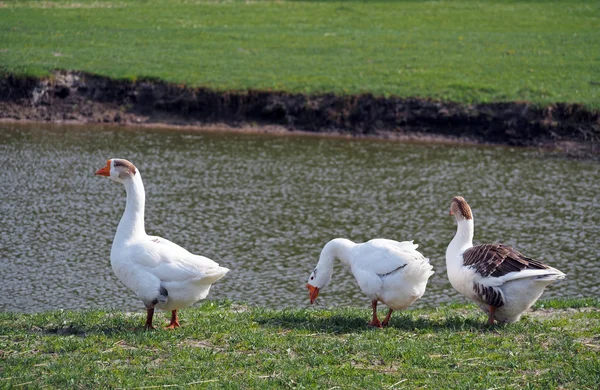 Grupo de gansos no prado — Fotografia de Stock