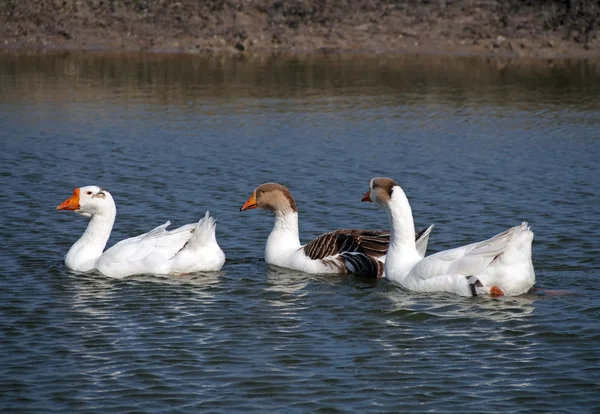 Grupo de gansos en un lago — Foto de Stock