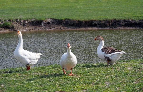 Group of geese on meadow — Stock Photo, Image