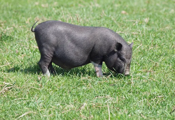 Mini cerdo en el pasto —  Fotos de Stock