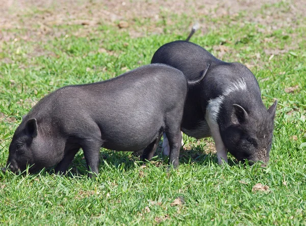 Mini porcs dans les pâturages — 图库照片