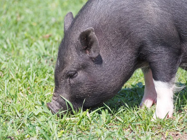 Mini varken op de weide — Stockfoto