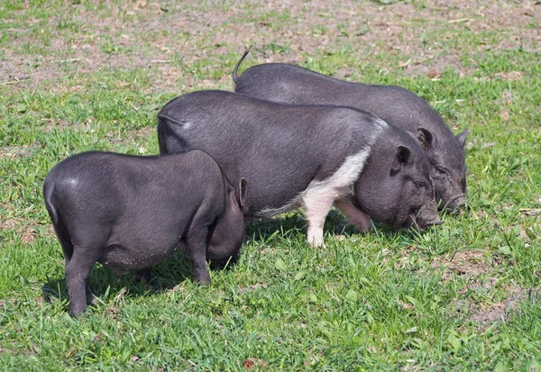 Мини-свиньи на пастбище — стоковое фото