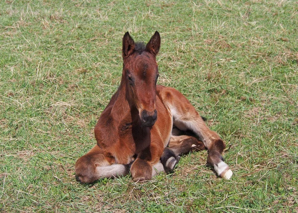 Little  foal rests — Stock Photo, Image