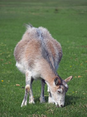 çayır üzerinde yerli keçi