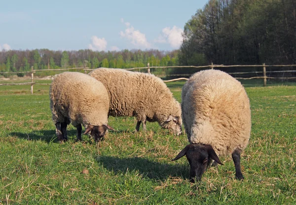 Koyun otlatma mera üzerinde grup — Stok fotoğraf