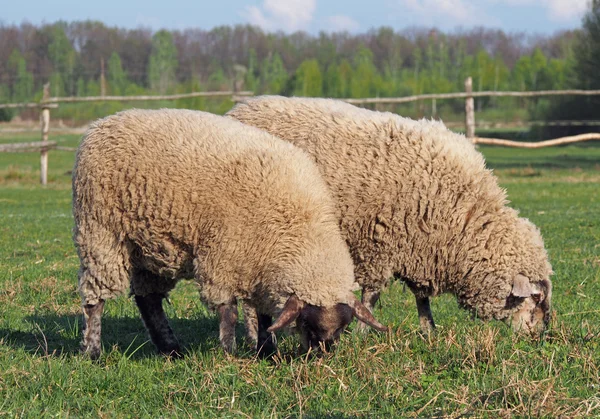 Two sheep grazing on a pasture — Stock Photo, Image