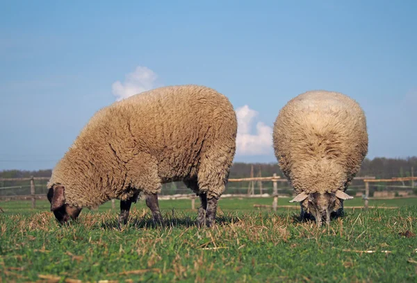 Two sheep grazing on a pasture — Stock Photo, Image