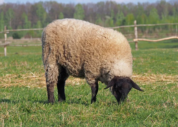 Merino juh legeltetés a legelőn — Stock Fotó