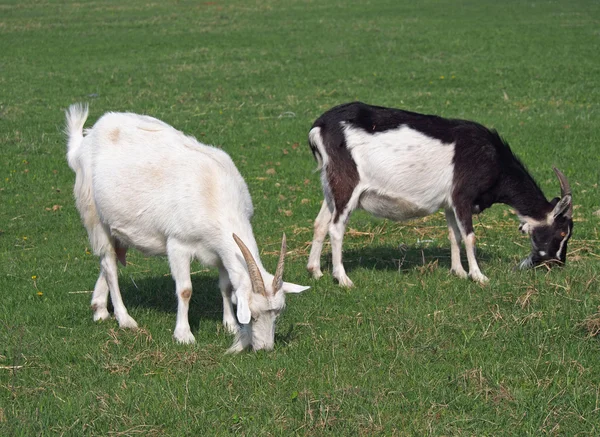 Duas cabras domésticas no prado — Fotografia de Stock