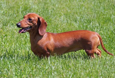 Kırmızı düz saçlı dachshund