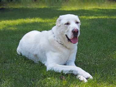 köpek doğurmak Orta Asya çoban köpeği