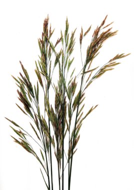 bromegrass bir otsu bitki