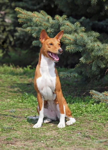 Portrait of Basenji dog — Stock Photo, Image