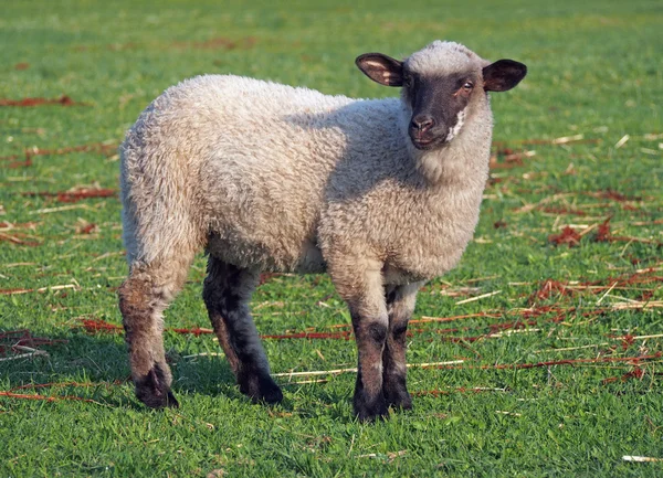 Young suffolk sheep on a pasture — Stock Photo, Image