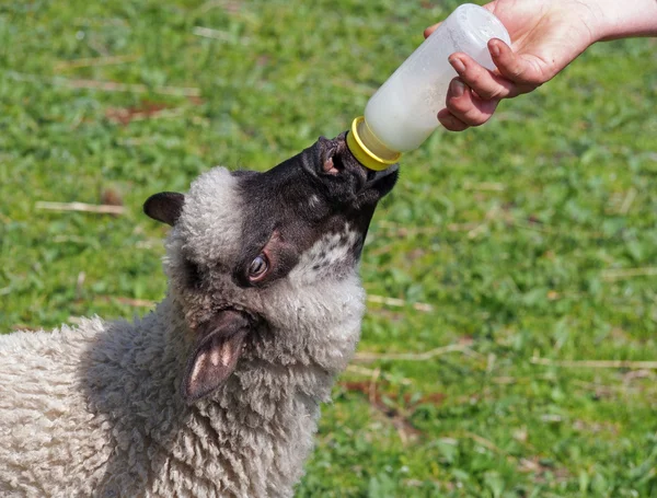Una oveja joven chupa leche de un vial — Foto de Stock