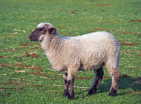 Sheep   on a summer pasture — Stock Photo, Image