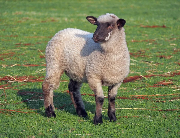 Овцы на летнем пастбище — стоковое фото