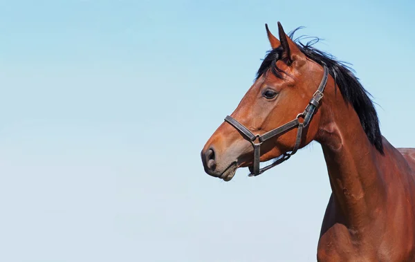 Portrait of young bay horse — Stock Photo, Image