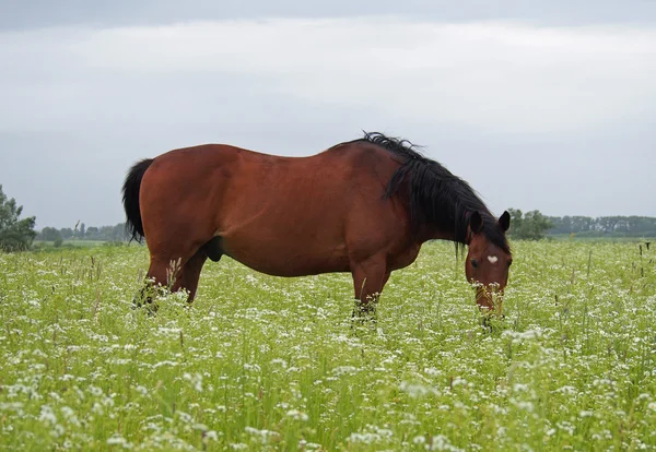 Ein rotes Pferd weidet — Stockfoto