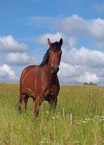 Portrait of young horse on pasture — Stock Photo, Image