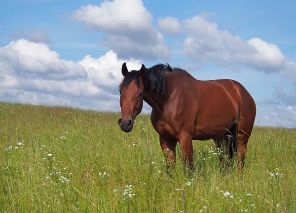 年轻的马在牧场上的肖像 — 图库照片