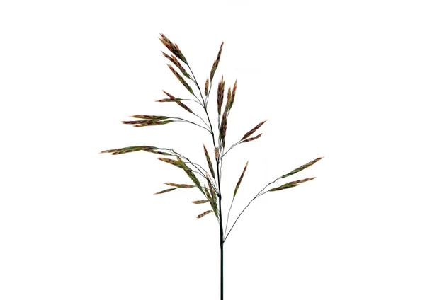 Met gras begroeide plant een bromegrass — Stockfoto