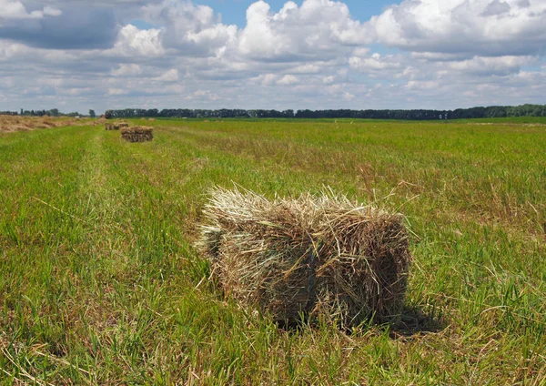 Téglalap alakú bála széna — Stock Fotó