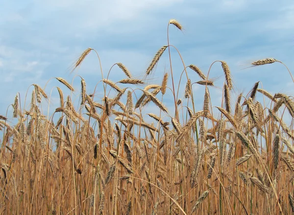 Hojas de maduración del campo de trigo — Foto de Stock