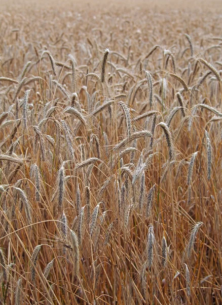 Сохнущие колосья пшеничного поля — стоковое фото