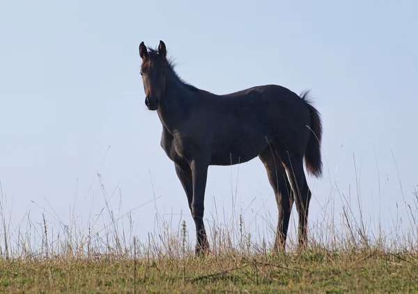 無料フィールド上暗い湾若い馬 — ストック写真