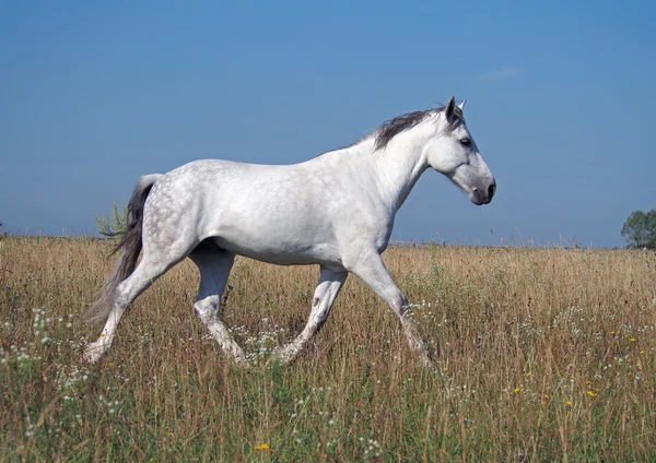 Un cheval gris trotte sur un pâturage d'été — Photo