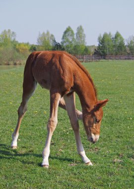 küçük kırmızı Tay yeşil çim üzerinde