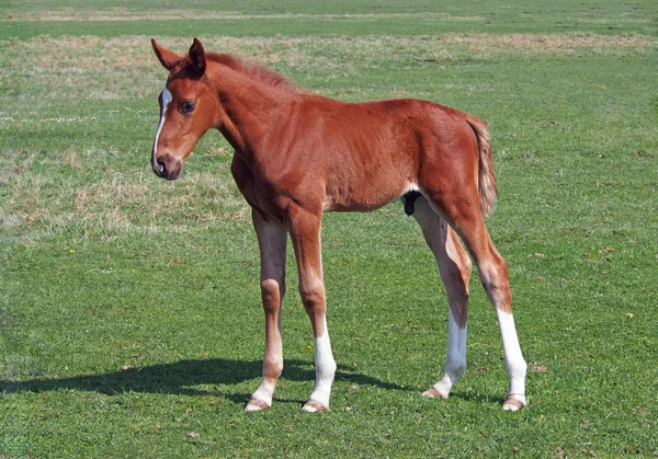 緑の芝生に小さな赤い子馬 — ストック写真