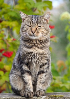 Sonbahar yeşilliklerinin arka planında klasik tekir rengi olan evcil kedi.