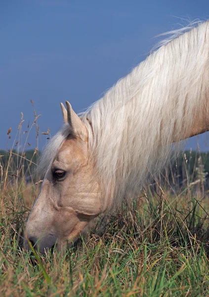 Bir mera Palomino ata — Stok fotoğraf