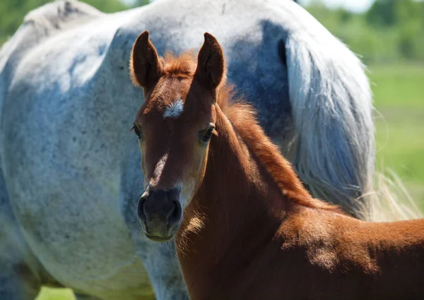 Portret Van Een Kastanjeveulen Achtergrond Van Een Grijze Merrie — Stockfoto