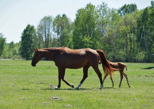 緑のフィールドに沿って敵の散歩と栗の馬 — ストック写真