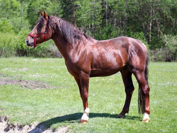 Tori Chestnut Stallion Standing Green Meadow — Stock Photo, Image