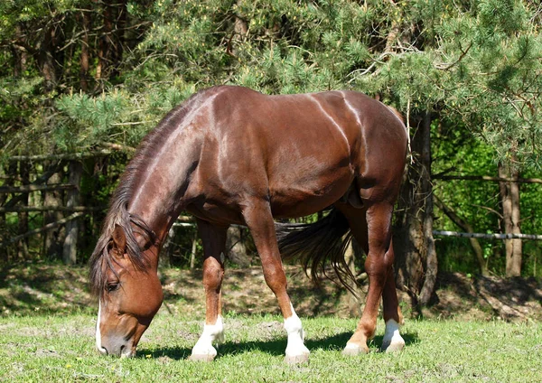 Chestnut Stallion Grazes Meadow Forest — Stock Photo, Image