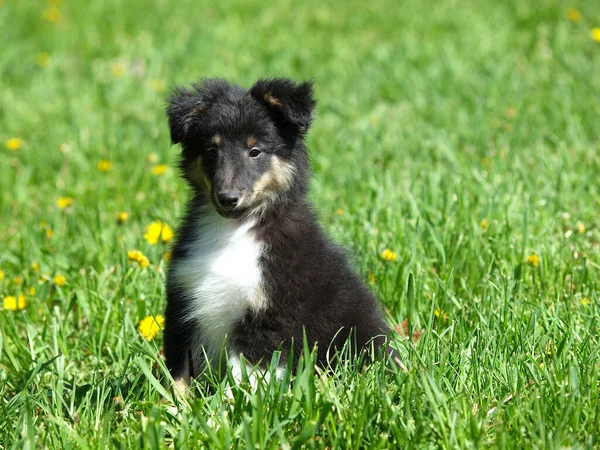 Tricolor Shelty Puppy Spring Lawn — Stock Photo, Image