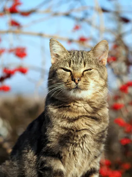 แมวในประเทศท คลาสส อนส าบนพ นหล งฤด ใบไม — ภาพถ่ายสต็อก