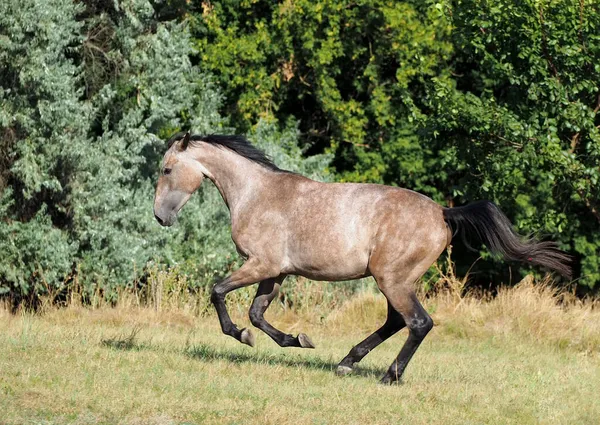 Young Warmblood Mare Gray Color Gallops Field — Stock Photo, Image
