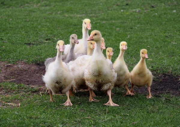 Groupe Oies Domestiques Promène Dans Une Prairie Verte — Photo