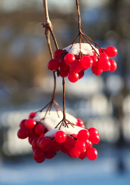 Branches Guelder Rose Berries Winter Day — стоковое фото