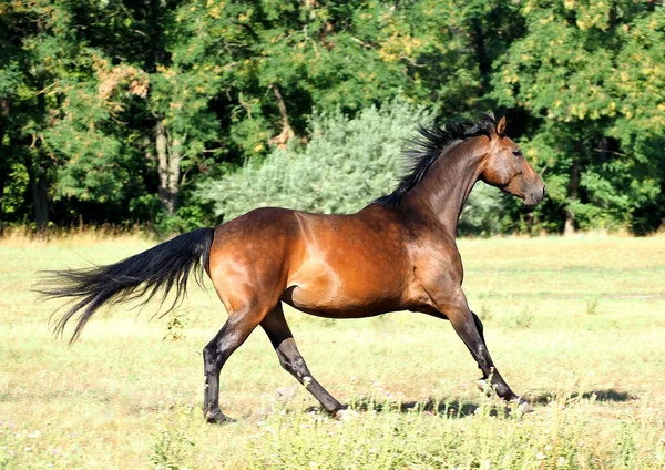 Caballo Bahía Raza Deportiva Está Galopando Activamente Prado — Foto de Stock